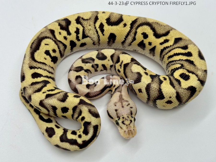CYPRESS CRYPTON FIREFLY